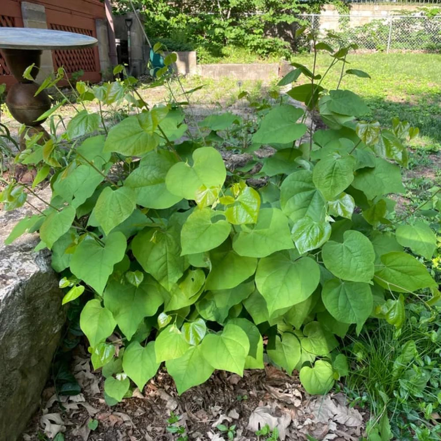 Quart Pot Eastern Redbud Tree, Redbud Live Plants Seedlings, 6-12" for Spring Planting