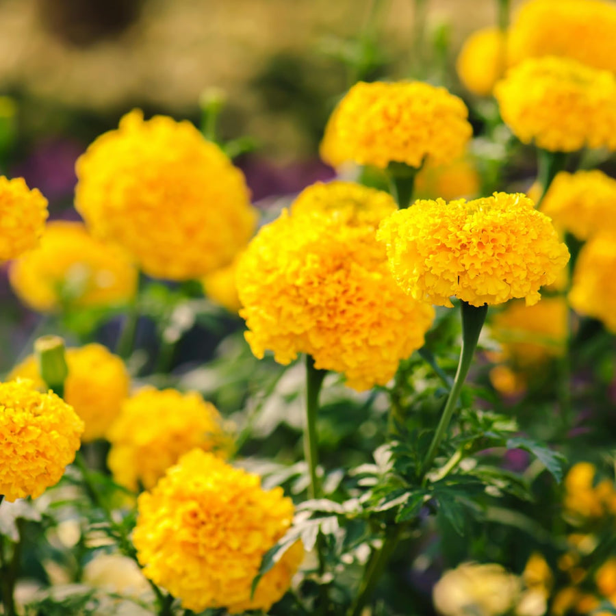 Yellow Marigold Plant 4" Pot, Live Marigold Flowering Garden Plants for Indoor Outdoor Growing, Hardy Outdoor Plants