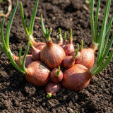 Set of 10 Egyptian Walking Onion Bulbs, Walking Onion Perennial Vegetable