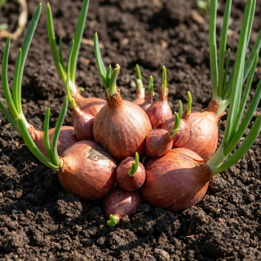 Set of 10 Egyptian Walking Onion Bulbs, Walking Onion Perennial Vegetable