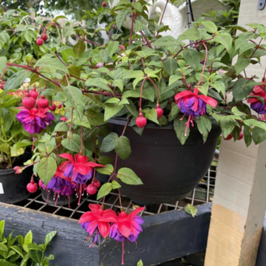 Hardy Fuchsia Plants Live Hanging Basket, 2 Blue Eyes Fuchsia Live Plant Pot 4''