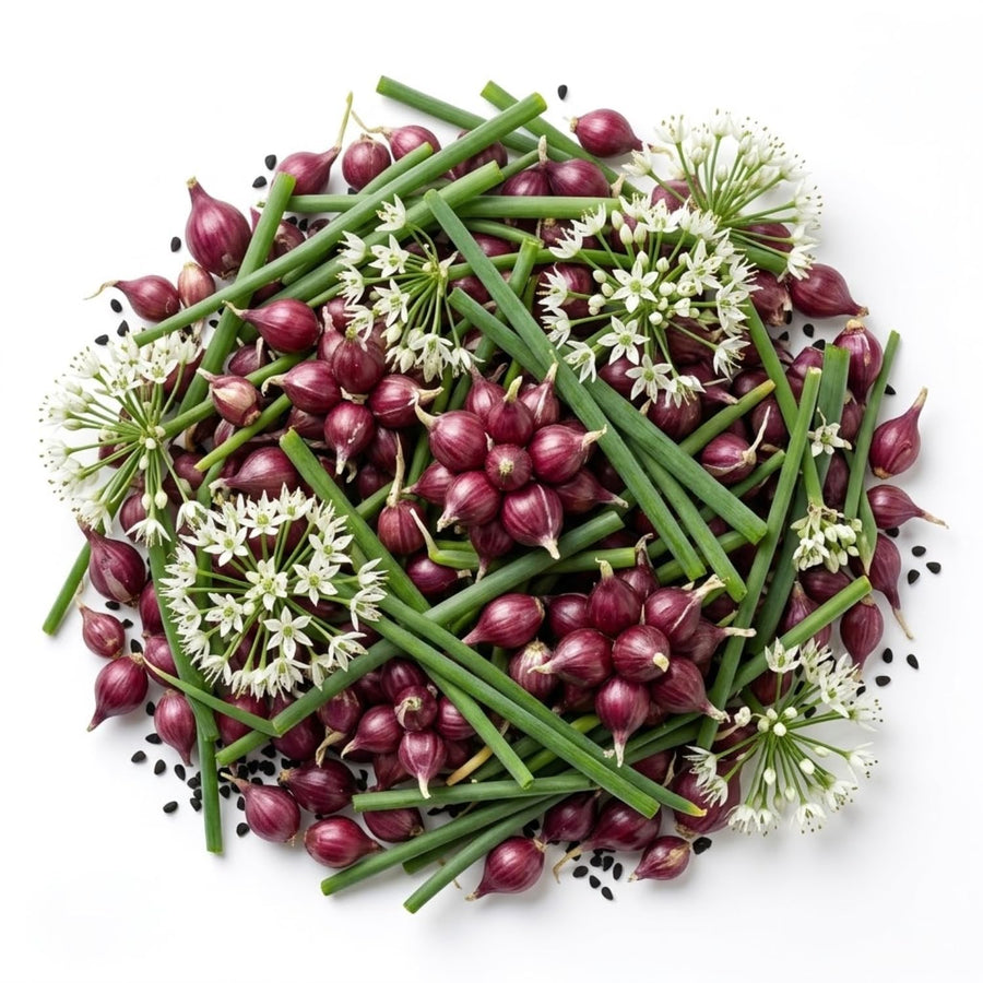Set 10 Walking Onion Bulbs, 2 Years Old Perennial Garden Onion