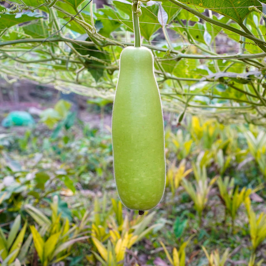 50 Bottle Gourd Seeds for Planting, Vegetable Seeds for Garden, Climbing Gourd Plant for Trellis, Outdoor Garden or Backyard Growing