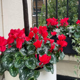 Cyclamen Plant Live, Hardy Flowering Plant with Vibrant Bloom, 5-7 Inches Pot, Outdoor Indoor Houseplant (Red Cyclamen)