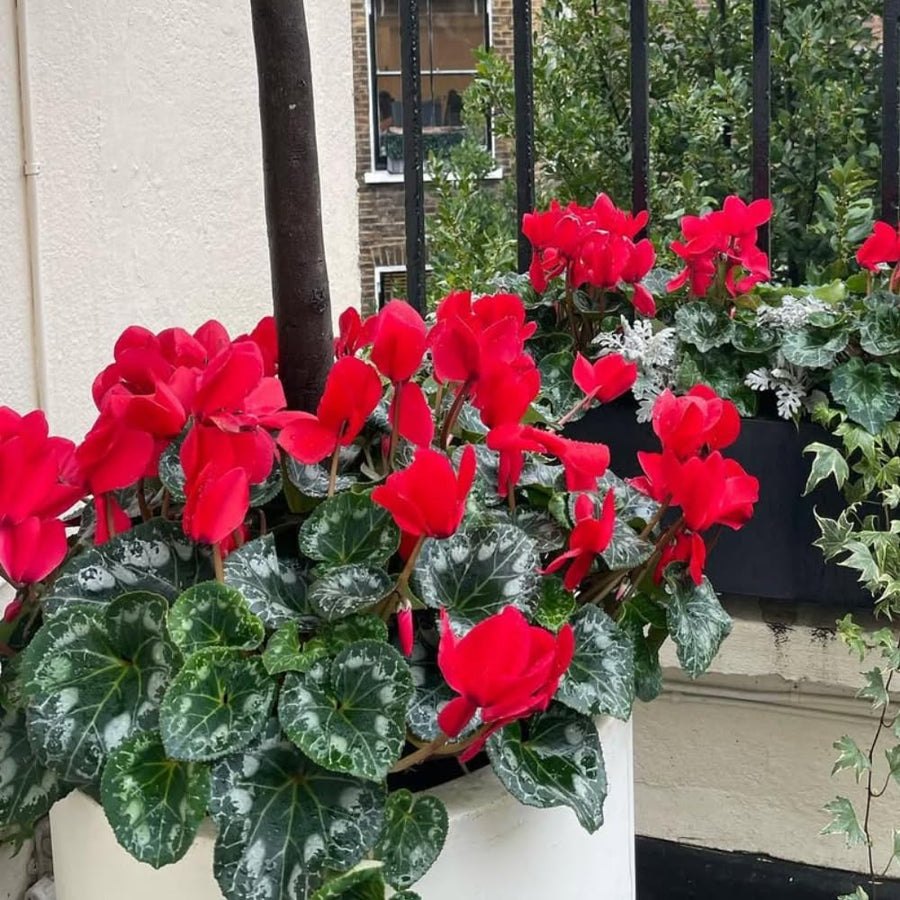 Cyclamen Plant Live, Hardy Flowering Plant with Vibrant Bloom, 5-7 Inches Pot, Outdoor Indoor Houseplant (Red Cyclamen)