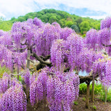 2 Purple Wisteria Trees Live Plants for Planting 6 to 12 Inch Tall, Purple Wisteria Plant Live to Grow, Wisteria Vine Live Plant for Planting, Fragrant Wisteria Flowers, in Pots