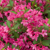 Pink Weigela Plant in Quart Pot, Weigela Live Plant, Live Shrub for Outdoor Garden, Spring Blooming Flower Bush