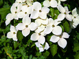 White Kousa Dogwood Tree Live Plant in Quart Pot, Flowering Dogwood Tree for Outdoor Garden, Ornamental Tree for Landscape, Yard or Garden Planting