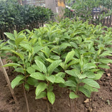 2 Cold Hardy Persimmon Trees Live Fruit Plants, 6-14" Tall Well-Rooted, American Persimmon Tree