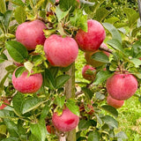 Large Fruit Apple Tree 2–3 Ft Tall, Fruit Apple Tree Plant for Outdoor Garden, Sweet Crisp Apples for Backyard Orchard or Home Garden Growing