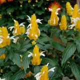 2 Golden Shrimp Plants Live, No Pot, Live Shrimp Plants, 3 to 5 Inc Tall, Shrimp Plant Pot, Shrimp Live Plants for Garden Planting