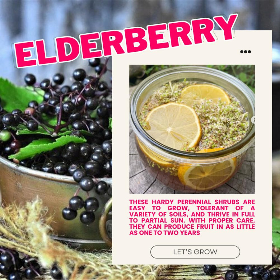 2 Black Elderberry Plants Live - Hardy American Elderberry Bush for Outdoor Gardening 6-12 Inc Tall