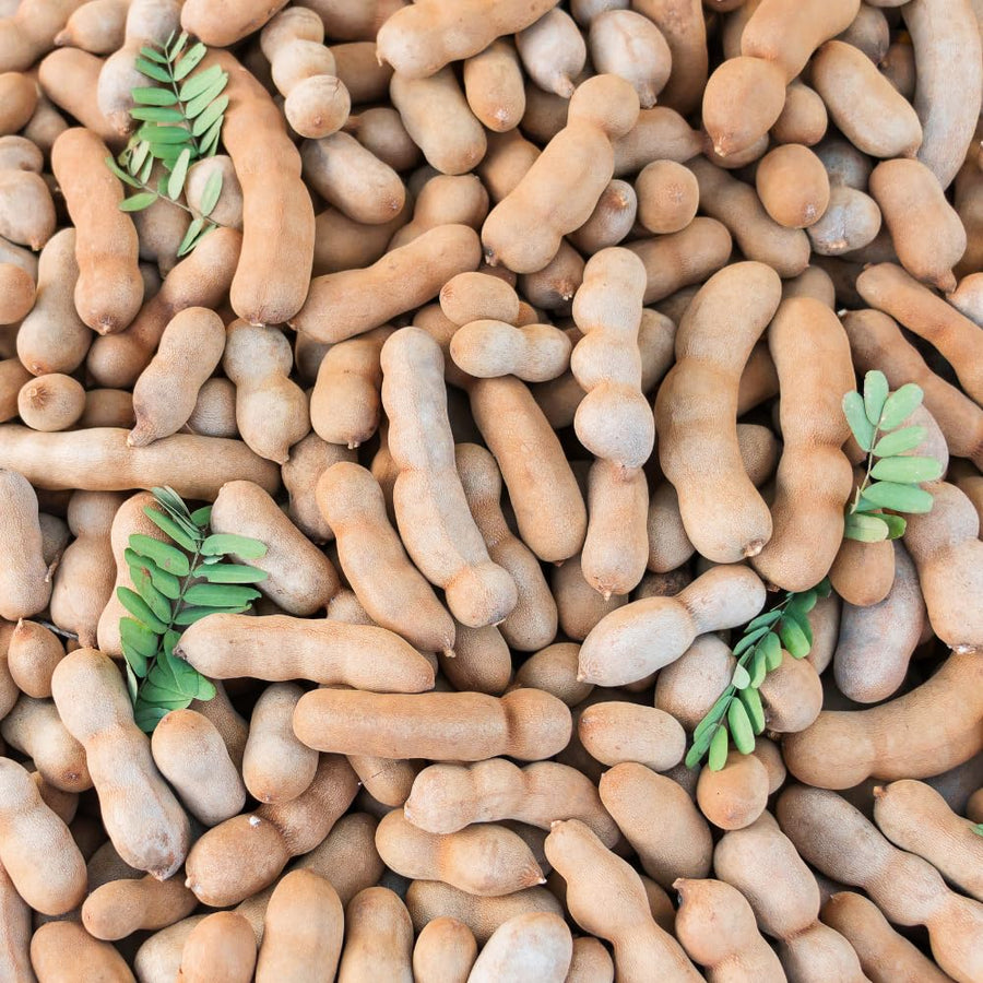 2 Pots Tamarind Plants in 4 Inch Pot, 6-10 Inches Tall Tamarind Tree Live Plant, Tropical Fruit Plants for Outdoor Growing