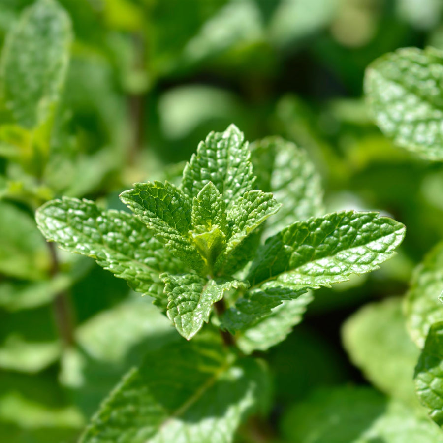 Spearmint Live Plant, Fragant Herb Spearmint Plant, Well Rooted, 4 Inches Pot, Indoor Outdoor Container or Garden Plant