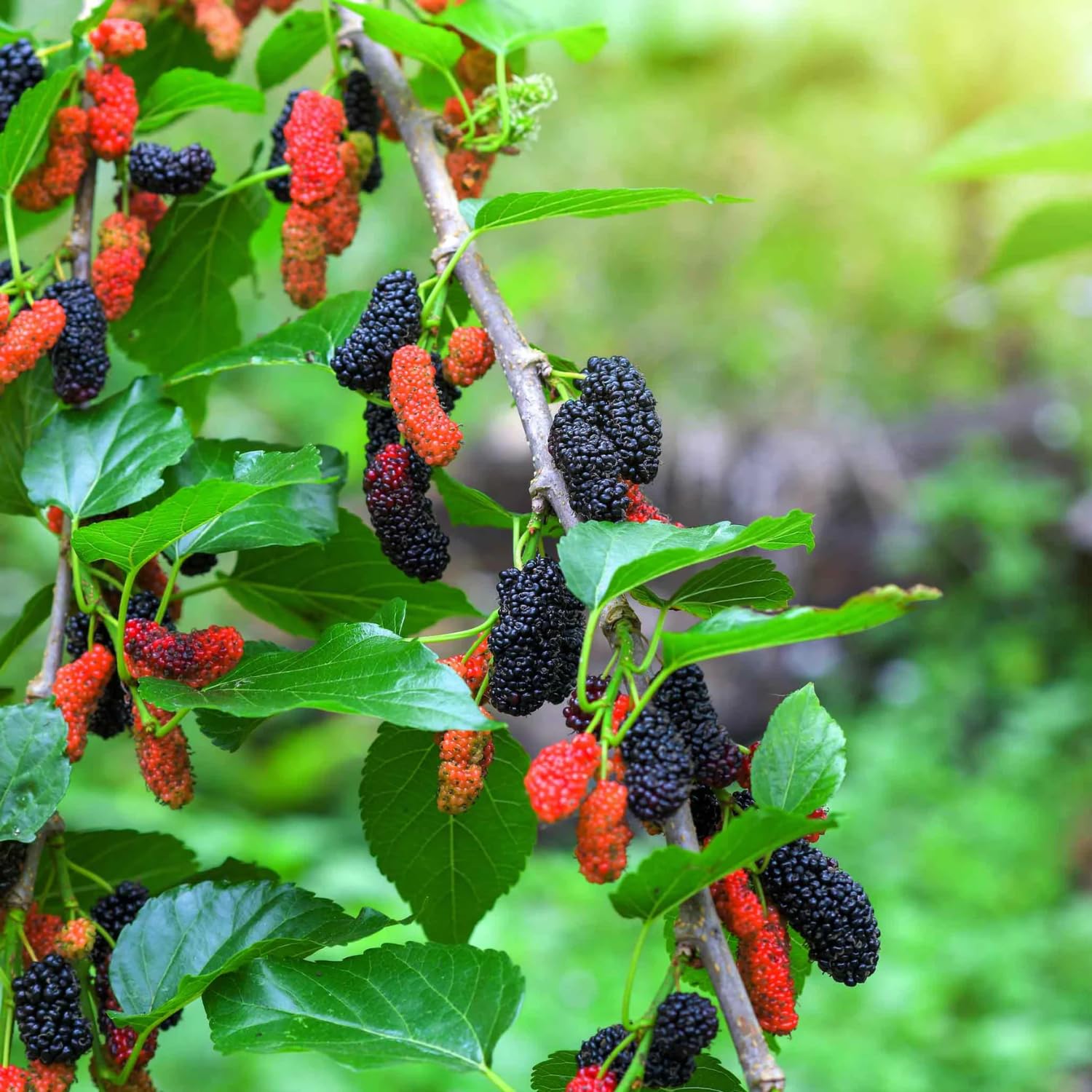 Dwarf Mulberry Plant Live - Size 5-9 Inch Tall - Sweet Mulberry Tree Live Plant