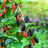 Dwarf Mulberry Plant Live - Size 5-9 Inch Tall - Sweet Mulberry Tree Live Plant