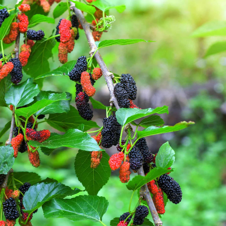 Dwarf Mulberry Plant Live - Size 5-9 Inch Tall - Sweet Mulberry Tree Live Plant