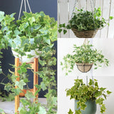 Trailing English Ivy Live Plant, Hardy Ivy Plants in 4" Pot, Climbing Plants Outdoor Garden, Easy Care House Plant (Variegated Yellow Green)