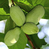 Pawpaw Tree Live Plant, Paw Paw Plant, 6 to 12 Inc, Cold Hardy Fruit Tree Home Orchards, Quart Pot