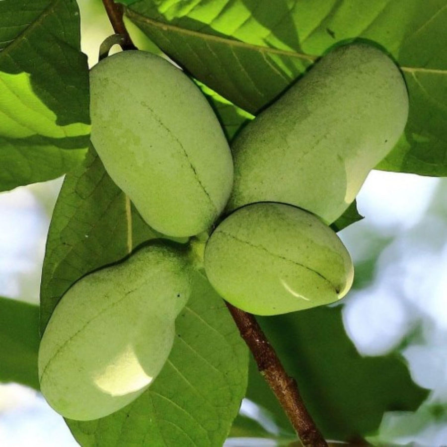 Pawpaw Tree Live Plant, Paw Paw Plant, 6 to 12 Inc, Cold Hardy Fruit Tree Home Orchards, Quart Pot