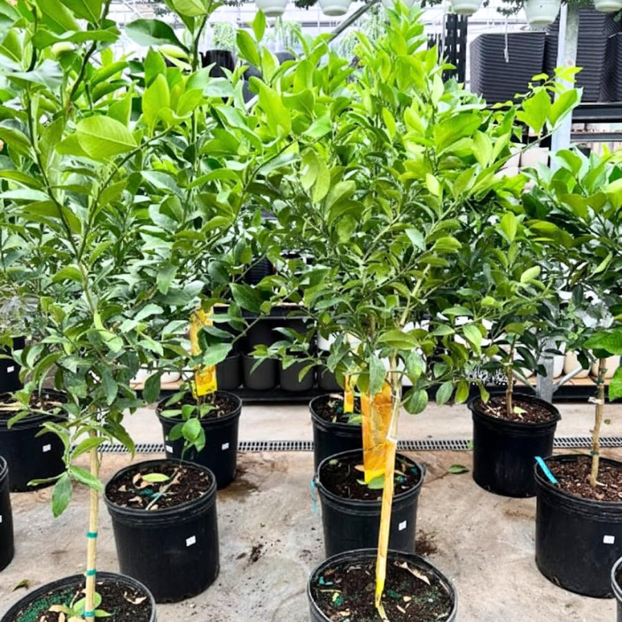 Grafted Green Lime Tree Live, 4 Feet Tall Citrus Plant for Outdoor or Container Growing, Fragrant Leaves and Fruit