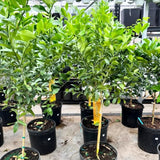Green Lime Tree Live, 2-3 Feet Tall Grafted Citrus Plant, Lime Tree for Outdoor or Indoor Growing