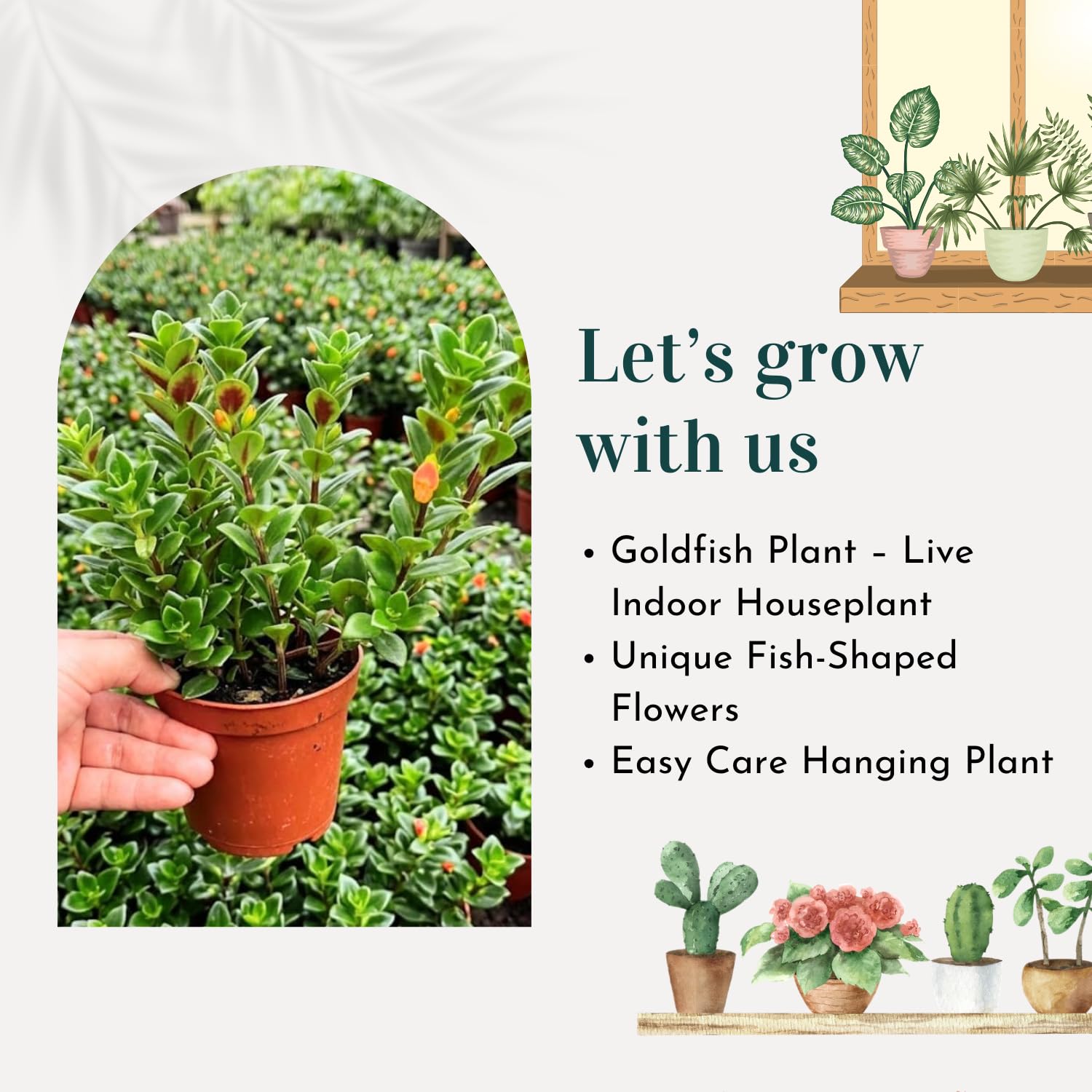 2 Goldfish Plants Live Houseplant, 4 Inch Potted Trailing Goldfish Vine with Orange Blooms, Ideal for Hanging Baskets or Home Décor