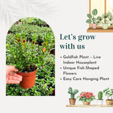 Goldfish Plant Live, Trailing Indoor Houseplant in 4 Inch Pot for Hanging Planters