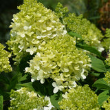 Lime Hydrangea Plant Live, in 2.5 Inch Pot, 6–12" Tall Cold Hardy Hydrangea Flowering Shrub