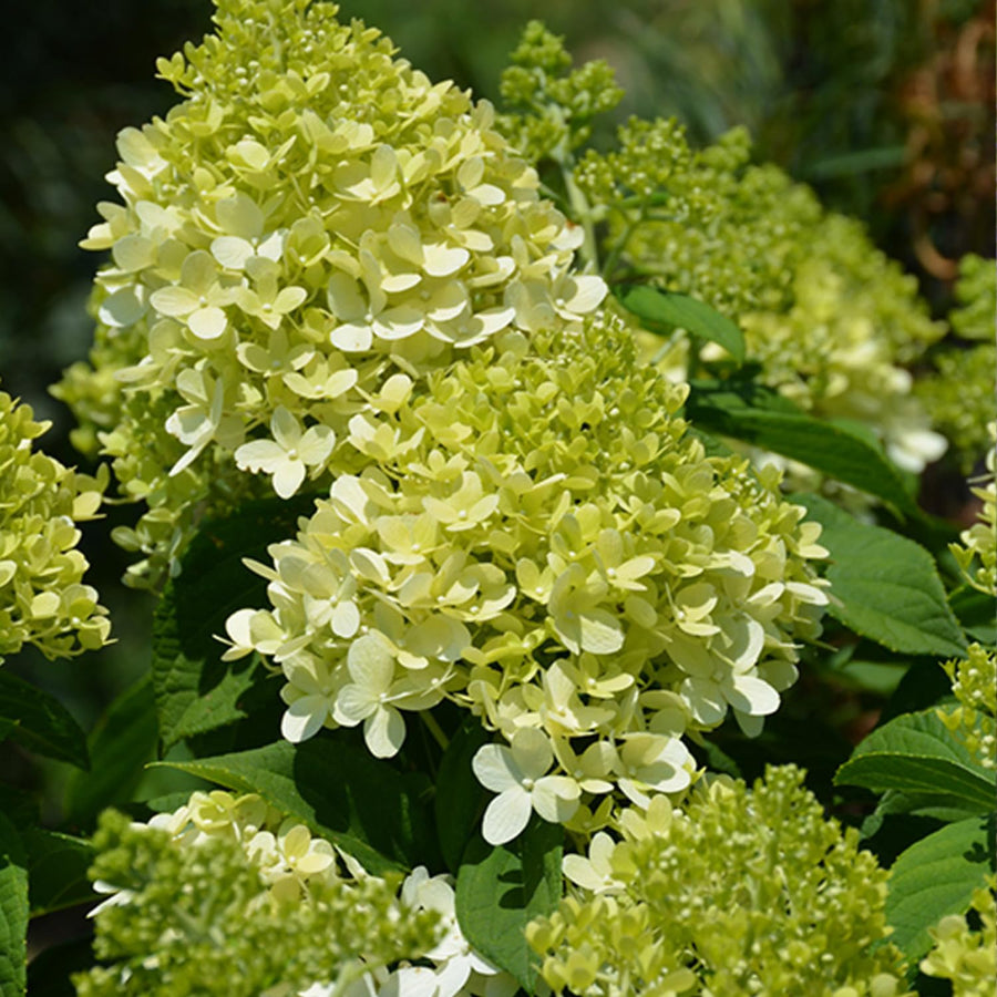 Lime Hydrangea Plant Live, in 2.5 Inch Pot, 6–12" Tall Cold Hardy Hydrangea Flowering Shrub