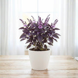 Krishna Basil Plant 4-7'' Tall, Purple Tulasi Herb Plants Live, Fragrant, Hardy, Perennial Herbs in 4'' Pot