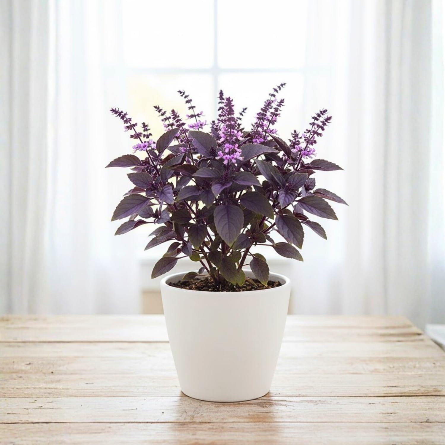 Krishna Basil Plant 4-7'' Tall, Purple Tulasi Herb Plants Live, Fragrant, Hardy, Perennial Herbs in 4'' Pot