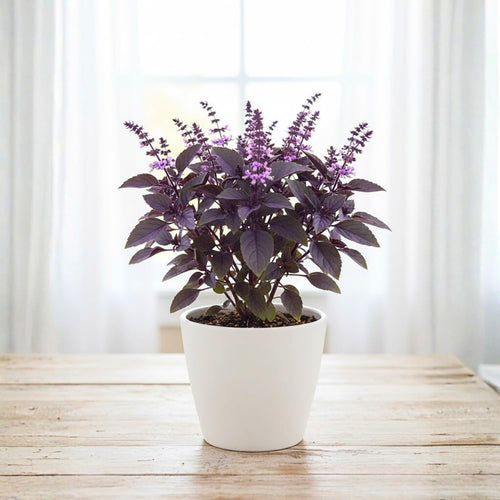 Krishna Basil Plant 4-7'' Tall, Purple Tulasi Herb Plants Live, Fragrant, Hardy, Perennial Herbs in 4'' Pot