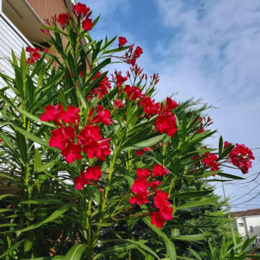 Oleander Plants Live, 2 Small Plants, Live Oleander Flower Plants, Tropical Plant Live Shrub Garden (Red)