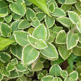 2 Variegated Cuban Oregano Live Plant Per Pot, 3-6 Inches Tall, Herb Oregano Plant Live, Fragrant Perennial Herb for Gardening, Indoor Outdoor Herb Plant