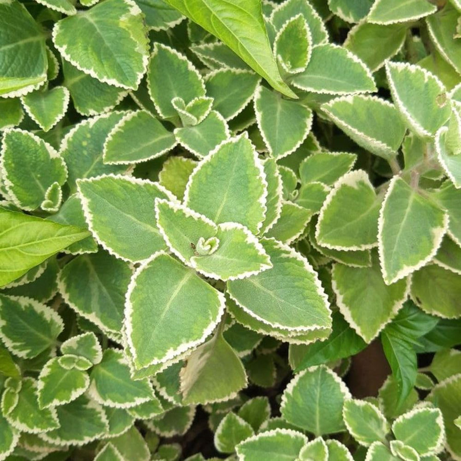2 Variegated Cuban Oregano Live Plant Per Pot, 3-6 Inches Tall, Herb Oregano Plant Live, Fragrant Perennial Herb for Gardening, Indoor Outdoor Herb Plant