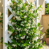 Star Jasmine Plant Live, 3-5 Inc Tall, Star Jasmine Live Plant, Fragrant Bloom, Fast Growing Climbing Vine for Trellis, Outdoor Garden