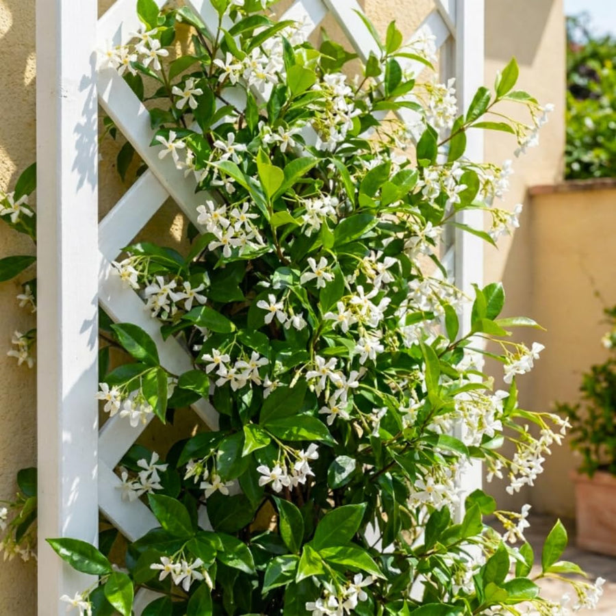 Star Jasmine Plant Live, 3-5 Inc Tall, Star Jasmine Live Plant, Fragrant Bloom, Fast Growing Climbing Vine for Trellis, Outdoor Garden