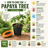 Papaya Tree Plant Live for Planting, Papaya Fruit Plant, 4 to 6 Inches Tall, Tropical Fruit Tree for Outdoor Growing and Container Gardening
