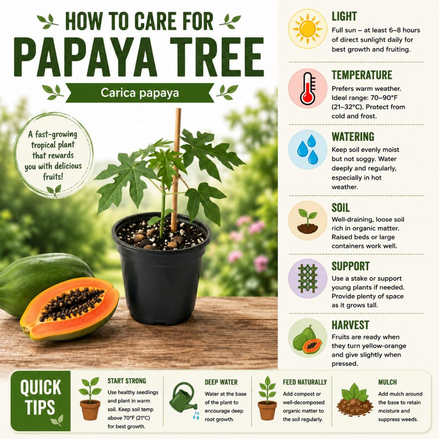 Papaya Tree Plant Live for Planting, Papaya Fruit Plant, 4 to 6 Inches Tall, Tropical Fruit Tree for Outdoor Growing and Container Gardening