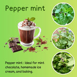 TANKDA Sets 2 Live Mint Plants Herb in 3.5" Pot, Fresh Peppermint for Indoor Outdoor Growing, Spring Planting, 5-9" in Tall