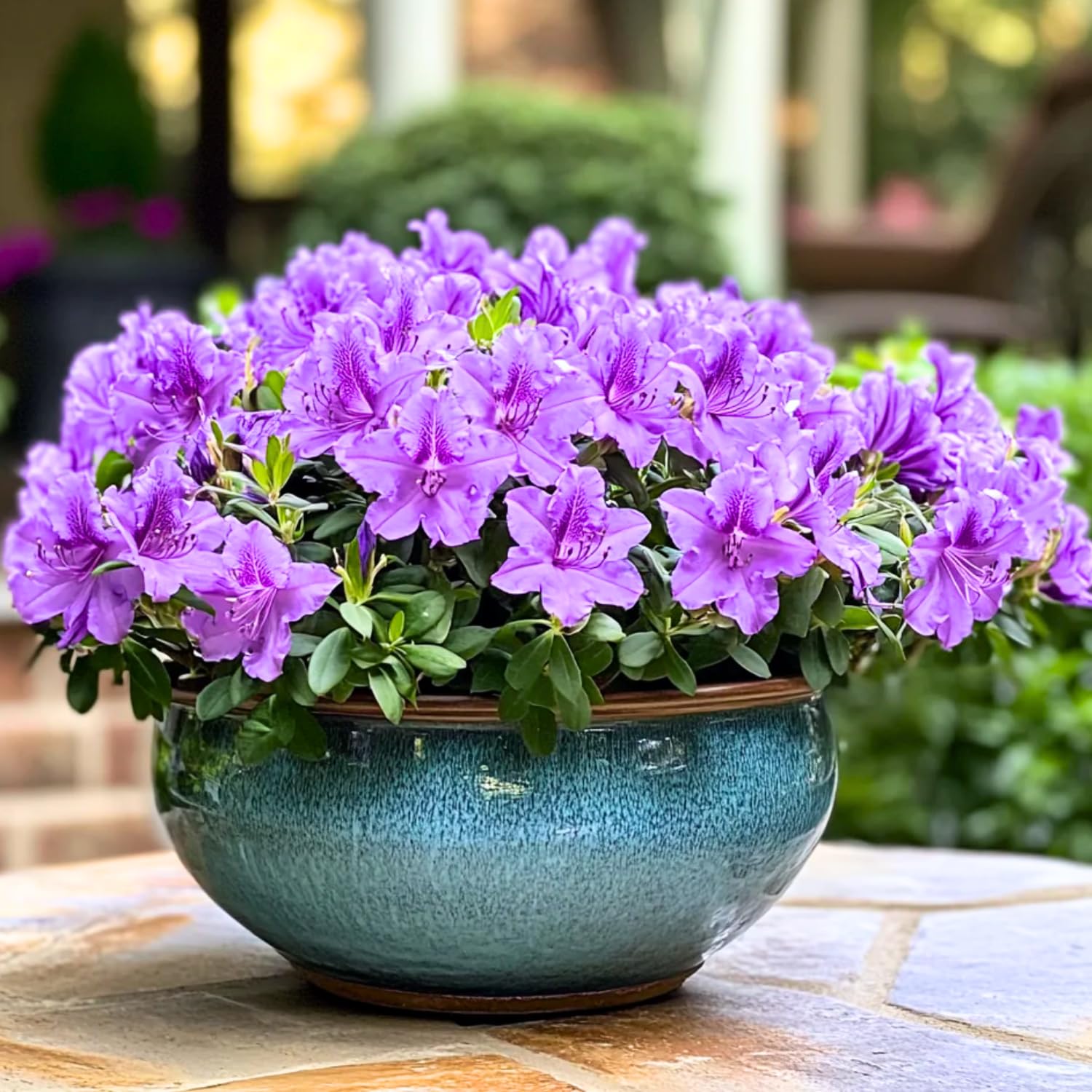 Purple Azalea Plant Live, 10 Inches Tall, Hardy Flowering Shrub for Outdoor Planting and Landscaping