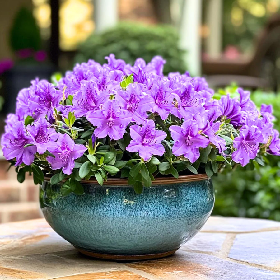 Purple Azalea Plant Live, 10 Inches Tall, Hardy Flowering Shrub for Outdoor Planting and Landscaping