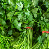 500 Cilantro Seeds for Planting, Cilantro Herb Seed, Fragrant and Green Herbs Shrub, Easy Care for Indoor Outdoor Gardening