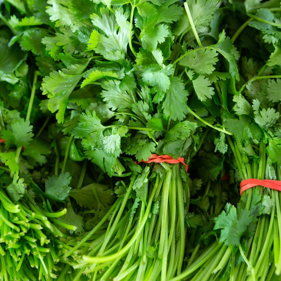 500 Cilantro Seeds for Planting, Cilantro Herb Seed, Fragrant and Green Herbs Shrub, Easy Care for Indoor Outdoor Gardening