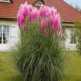 3 Pink Pampas Grass Plants Live, Hardy Ornamental Grass, Ready to Grow Pampas 4-8 Inches for Borders, Patios and Container Gardens
