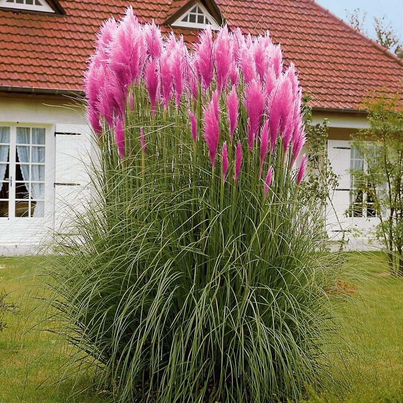 3 Mix Pampas Grass Plants Live, Hardy Ornamental Grass, Ready to Grow Pampas 4-8 Inches for Borders, Patios and Container Gardens