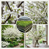 White Dogwood Tree Live Plant in Quart Pot, Flowering Dogwood Tree for Outdoor Garden, Ornamental Tree for Landscape, Yard or Garden Planting