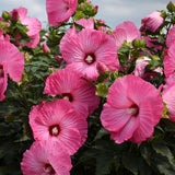 Hibiscus Flower Plant, Hibiscus Plants Live, Giant Rose, Zone 10 to 12, Size 5 to 7 Inch Tall