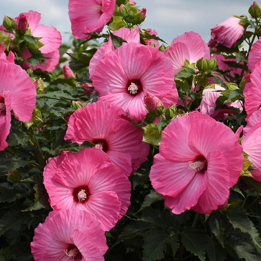 Hibiscus Flower Plant, Hibiscus Plants Live, Giant Rose, Zone 10 to 12, Size 5 to 7 Inch Tall
